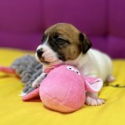 Opulent Grace Heavenly Blessing