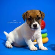 Opulent Grace Heavenly Blessing