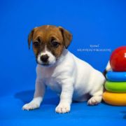 Opulent Grace Heavenly Blessing