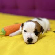 Orange Spark Heavenly Blessing