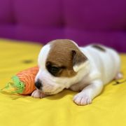 Orange Spark Heavenly Blessing