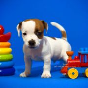 Orange Spark Heavenly Blessing