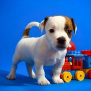 Orange Spark Heavenly Blessing