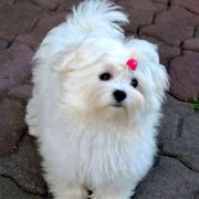 ORIDA Bella Diva FCI