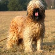 Oriental Emerald Maribe Magic 