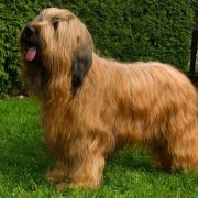 Oriental Emerald Maribe Magic 2