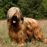 Oriental Emerald Maribe Magic 3