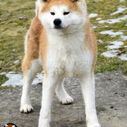 Orihime Go Kyushu Ishida 2