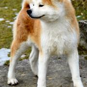 Orihime Go Kyushu Ishida 3