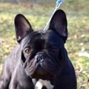 ORLANDO CARTHAGO GRANDIS