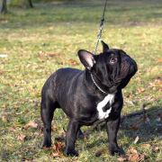 ORLANDO CARTHAGO GRANDIS 2