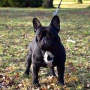 ORLANDO CARTHAGO GRANDIS 3