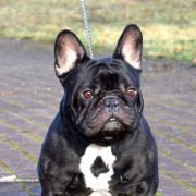 ORLANDO CARTHAGO GRANDIS 4