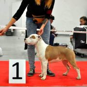 Orlenda Taurunum Angel's 