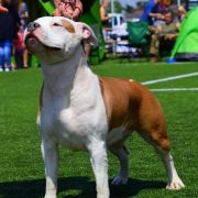 Orlenda Taurunum Angel's 2