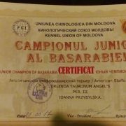 Orlenda Taurunum Angel's 3