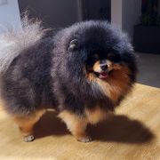 Oroslando Gleb Teodor Donat Viktor RU FCI