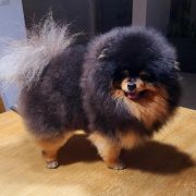 Oroslando Gleb Teodor Donat Viktor RU FCI