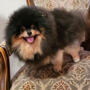 Oroslando Gleb Teodor Donat Viktor RU FCI