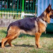 Orsa z Ujazdowskiego Jaru 3