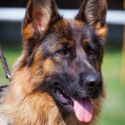 Orsa z Ujazdowskiego Jaru 2