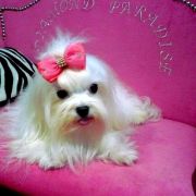 Oskar Pljus OLIVIA 2