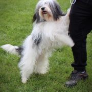 OSTROBOT Futrzak Podlaski