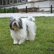 OSTROBOT Futrzak Podlaski