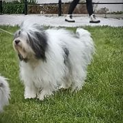 OSTROBOT Futrzak Podlaski