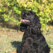 Oto Lala z Figlowego Koszyka FCI