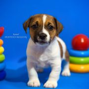 Overjoy Bounce Heavenly Blessing