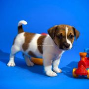 Overjoy Bounce Heavenly Blessing