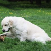 Ox-driver Alan wild west gang