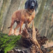 OZJA Z Klanu Posokowów FCI