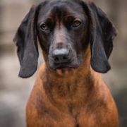 OZJA Z Klanu Posokowów FCI 2