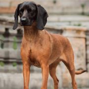 OZJA Z Klanu Posokowów FCI 3