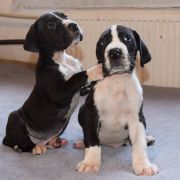 PEREGRIN TUK Czar Olbrzyma