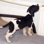 PIK POK Czar Olbrzyma