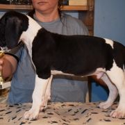 PIK POK Czar Olbrzyma