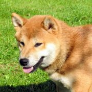 P - PORANDO, czyli Polskie