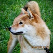 P - PORANDO, czyli Polskie