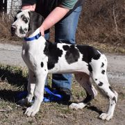 PALADYN Czar Olbrzyma