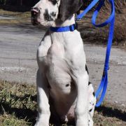 PALADYN Czar Olbrzyma