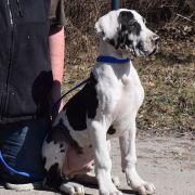 PALADYN Czar Olbrzyma