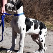 PALADYN Czar Olbrzyma