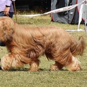 PAN KARMEL Kudłate Serce