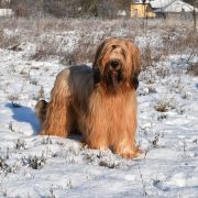 PAN KARMEL Kudłate Serce 2