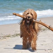 PAN KARMEL Kudłate Serce 4