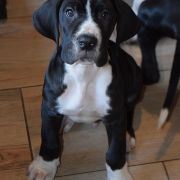 PANORAMIKS Czar Olbrzyma