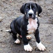 PANORAMIKS Czar Olbrzyma